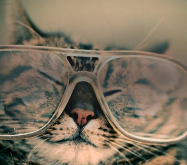 cat with glasses